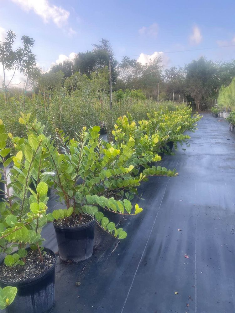 chrysobalanus-icaco-horizontal-cocoplum