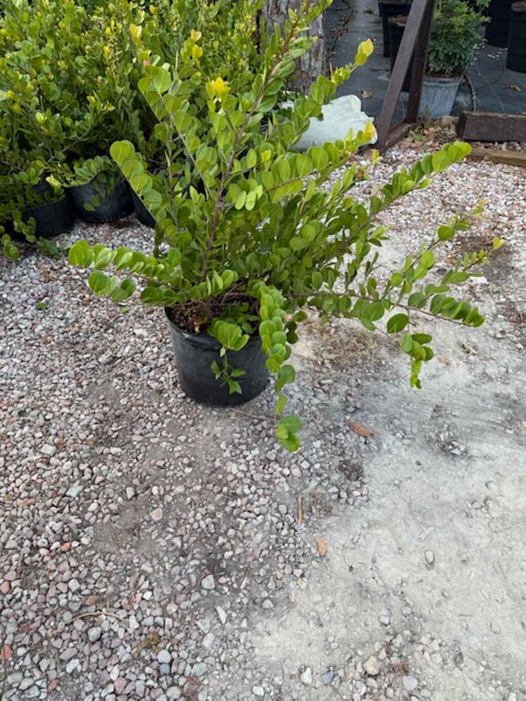 chrysobalanus-icaco-horizontal-cocoplum