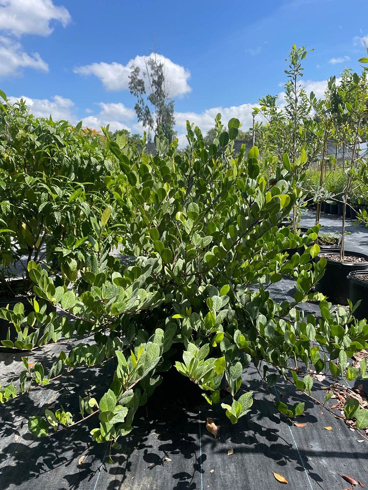 chrysobalanus-icaco-horizontal-cocoplum