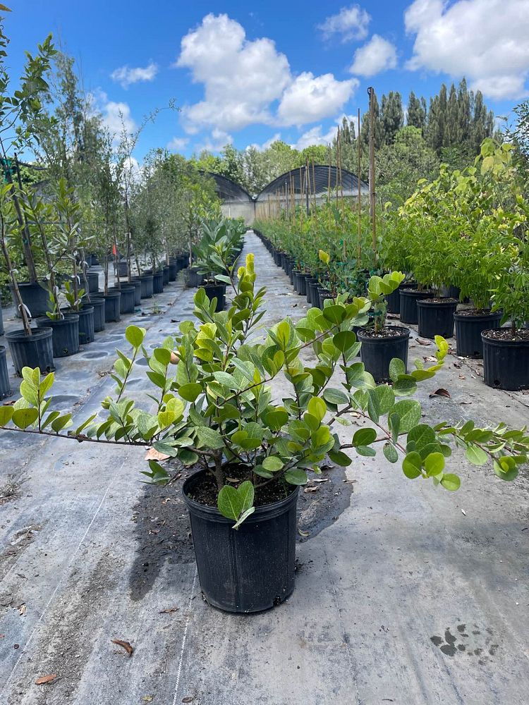 chrysobalanus-icaco-horizontal-cocoplum