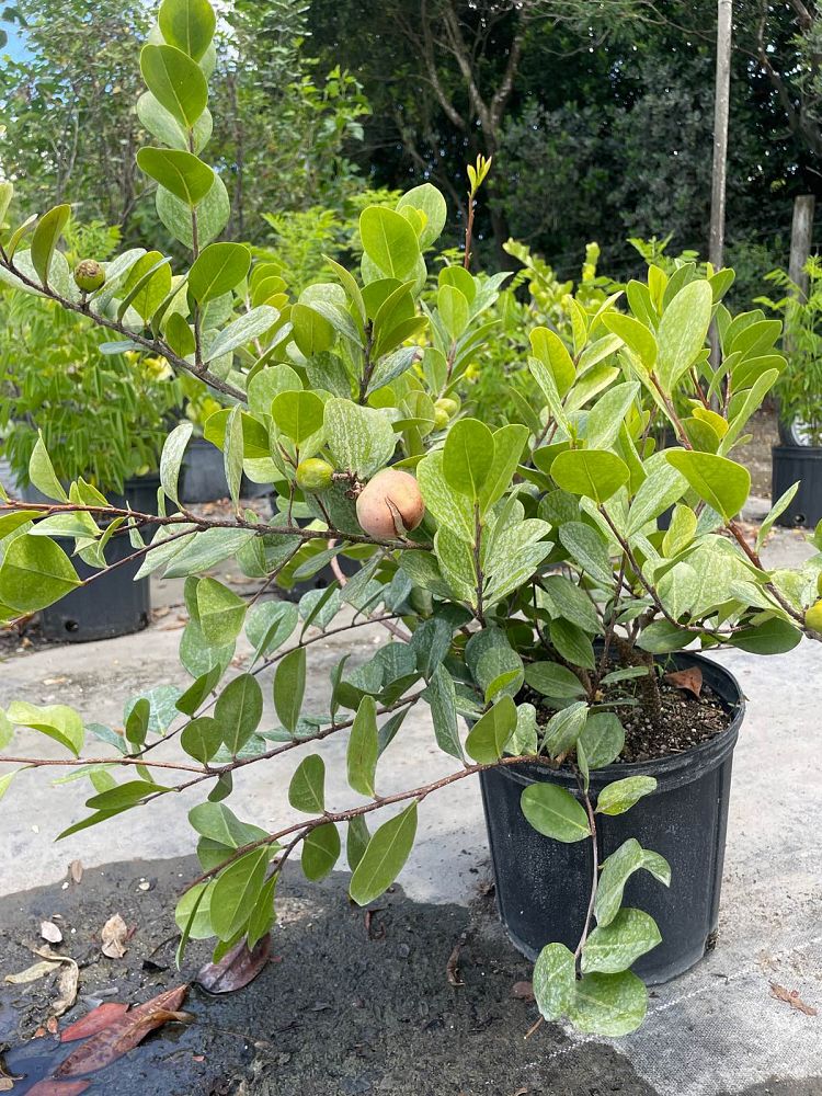chrysobalanus-icaco-horizontal-cocoplum