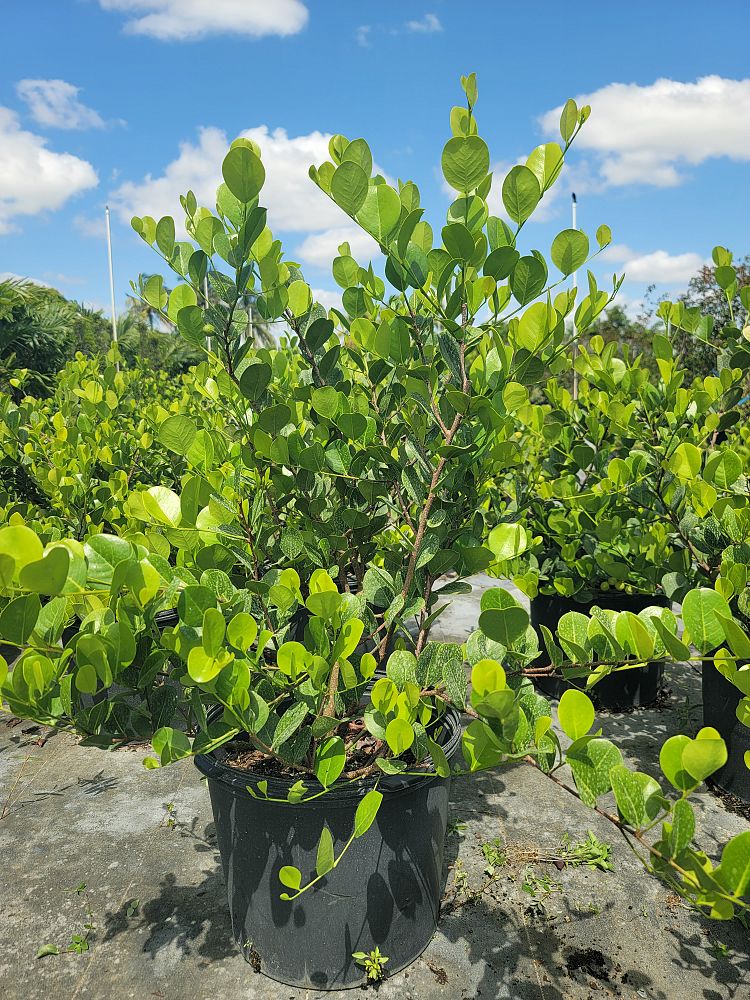 chrysobalanus-icaco-horizontal-cocoplum