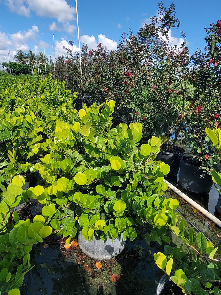 chrysobalanus-icaco-horizontal-cocoplum