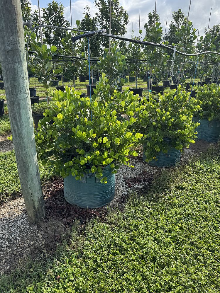 chrysobalanus-icaco-horizontal-cocoplum