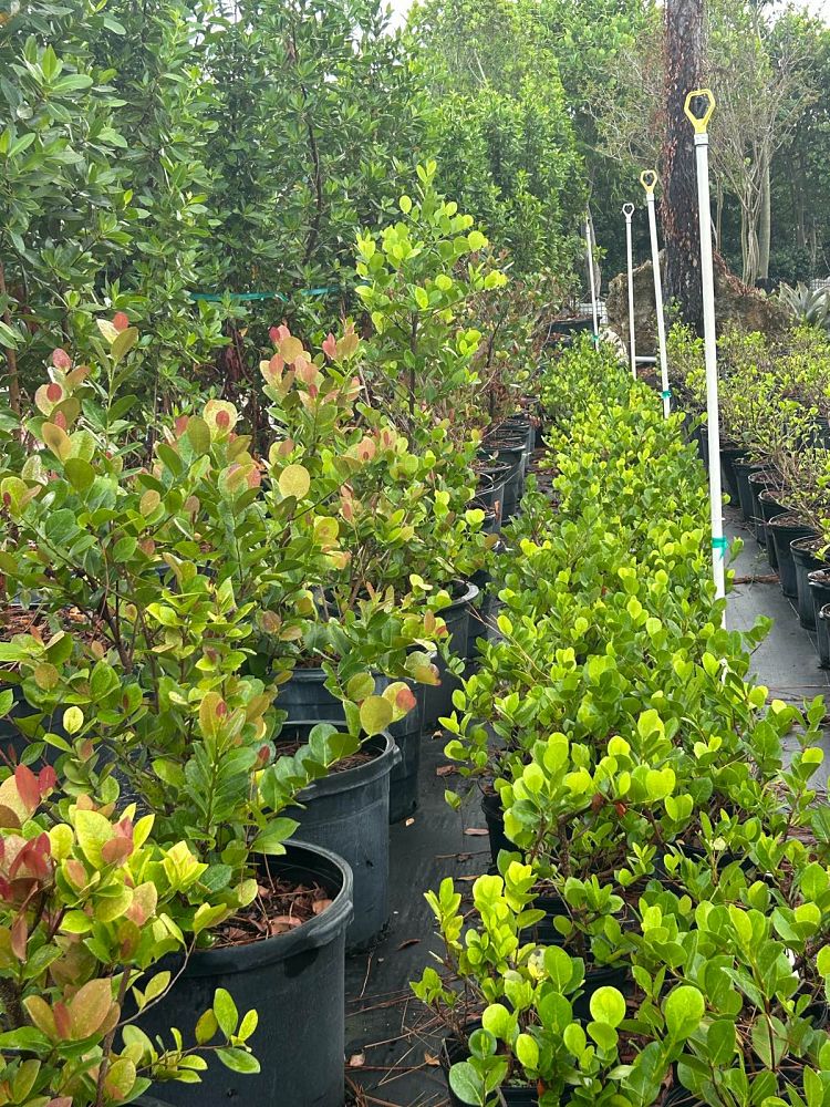 chrysobalanus-icaco-horizontal-cocoplum