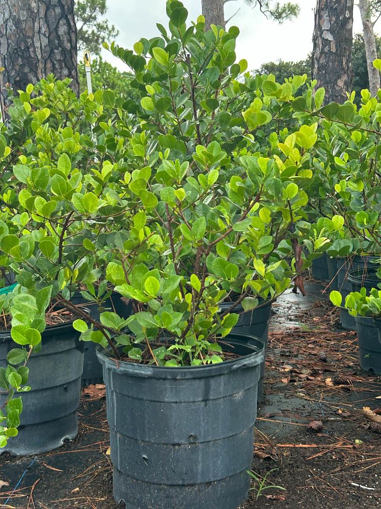chrysobalanus-icaco-horizontal-cocoplum