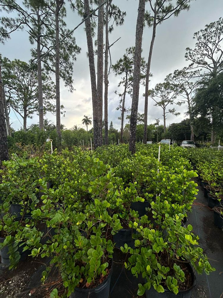 chrysobalanus-icaco-horizontal-cocoplum