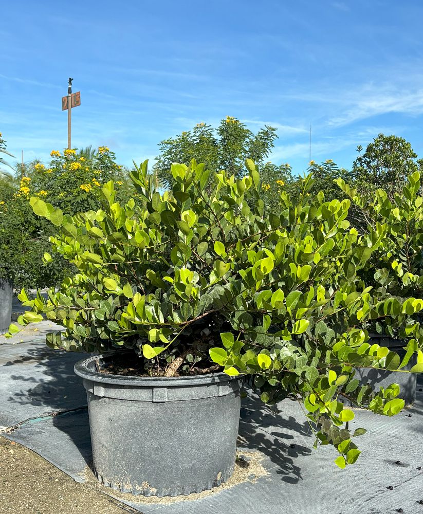 chrysobalanus-icaco-horizontal-cocoplum