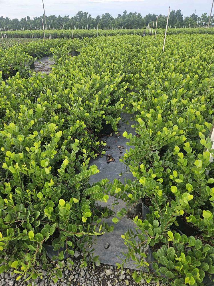 chrysobalanus-icaco-horizontal-cocoplum
