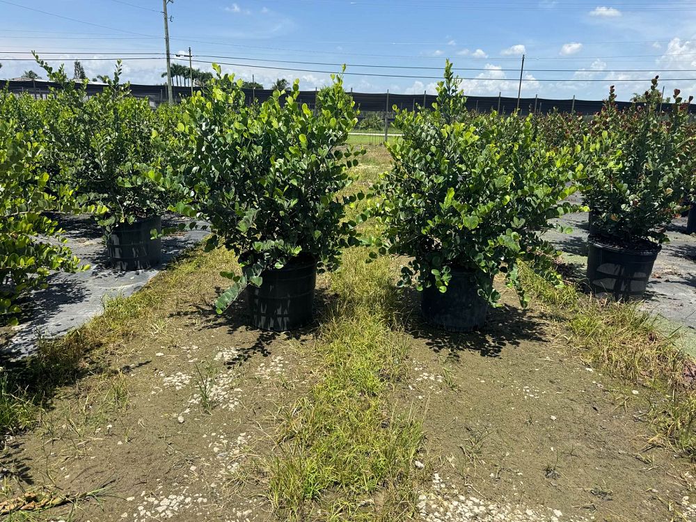 chrysobalanus-icaco-horizontal-cocoplum