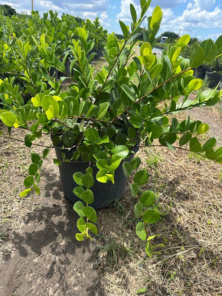chrysobalanus-icaco-horizontal-cocoplum