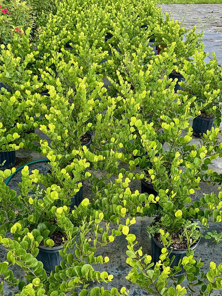 chrysobalanus-icaco-horizontal-cocoplum