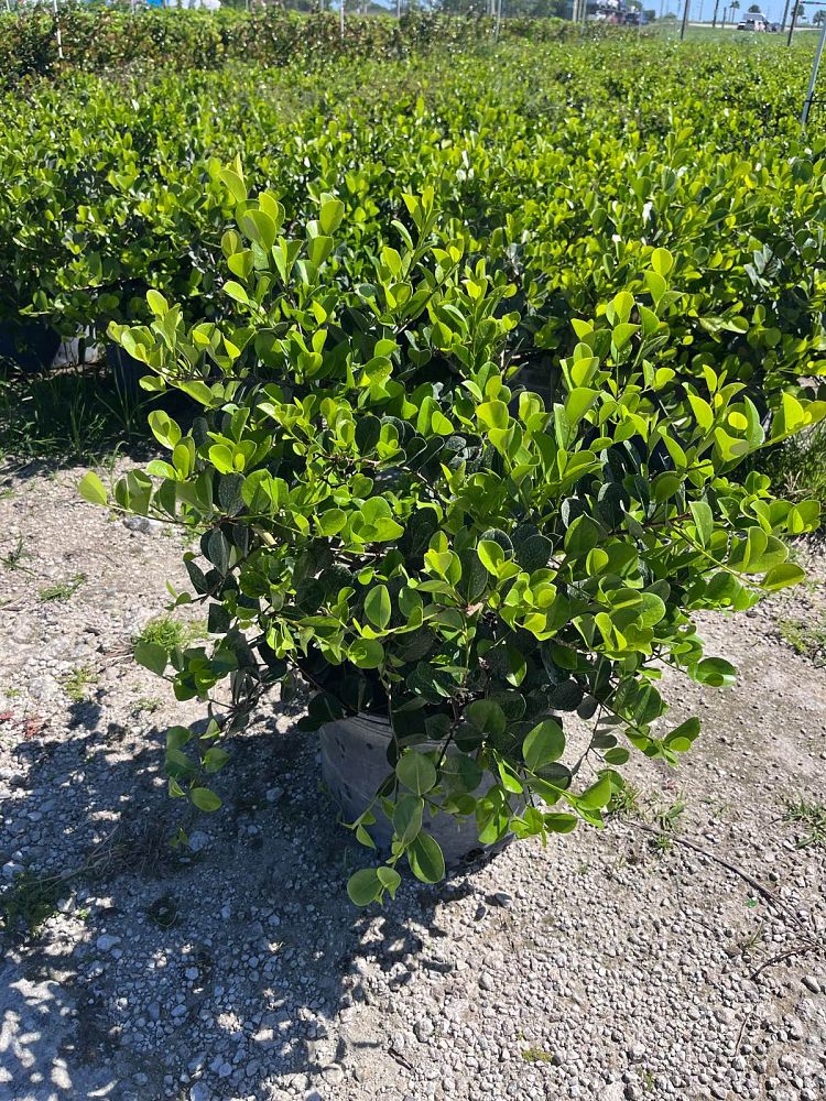 chrysobalanus-icaco-horizontal-cocoplum