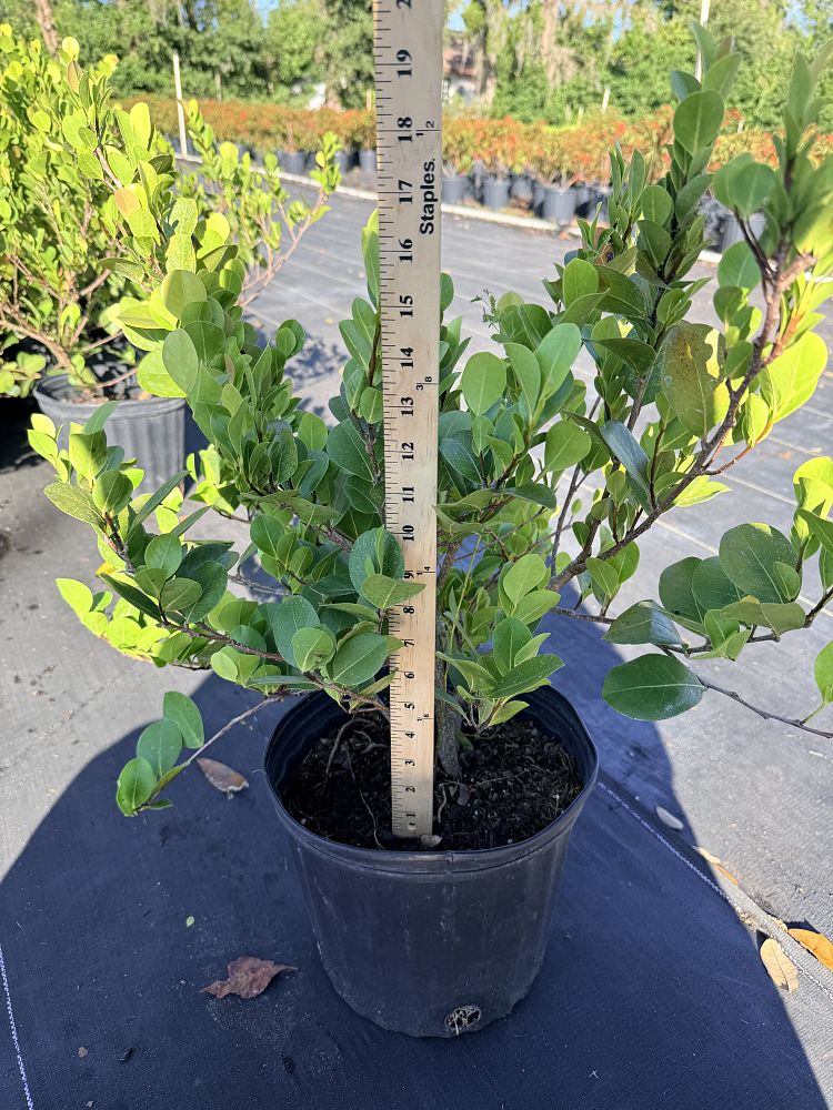 chrysobalanus-icaco-horizontal-cocoplum