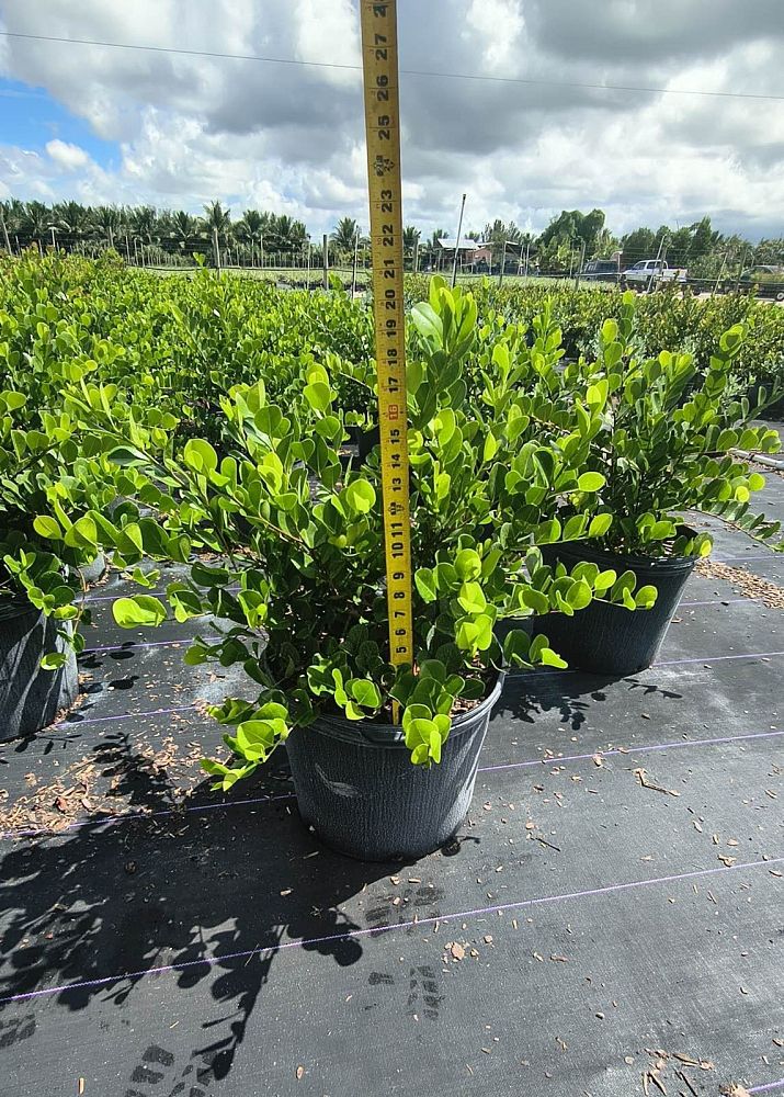 chrysobalanus-icaco-horizontal-cocoplum