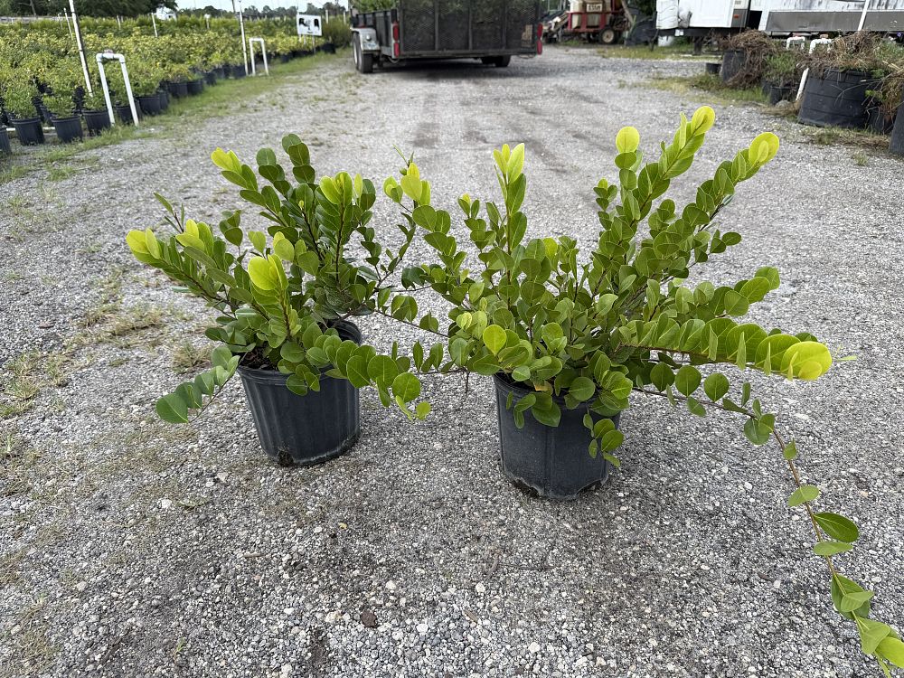 chrysobalanus-icaco-horizontal-cocoplum