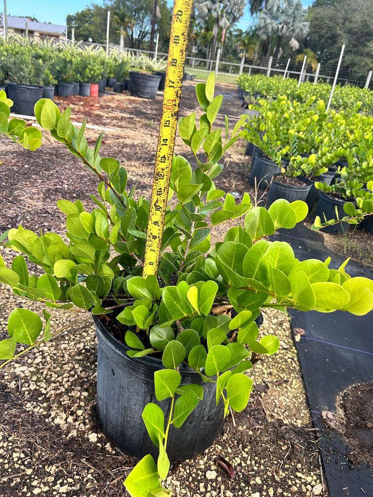 chrysobalanus-icaco-horizontal-cocoplum