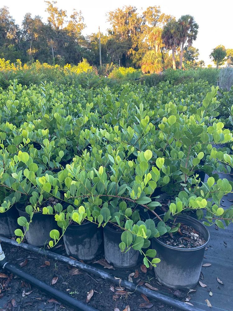 chrysobalanus-icaco-horizontal-cocoplum