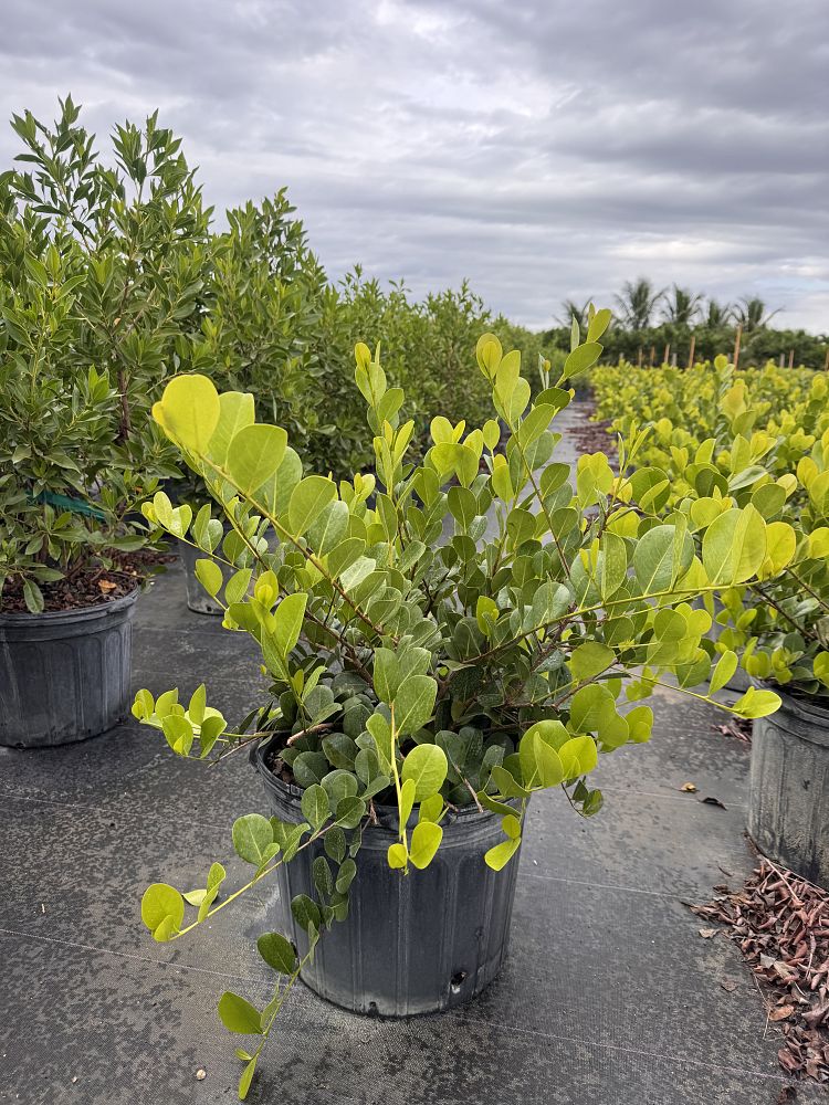 chrysobalanus-icaco-horizontal-cocoplum