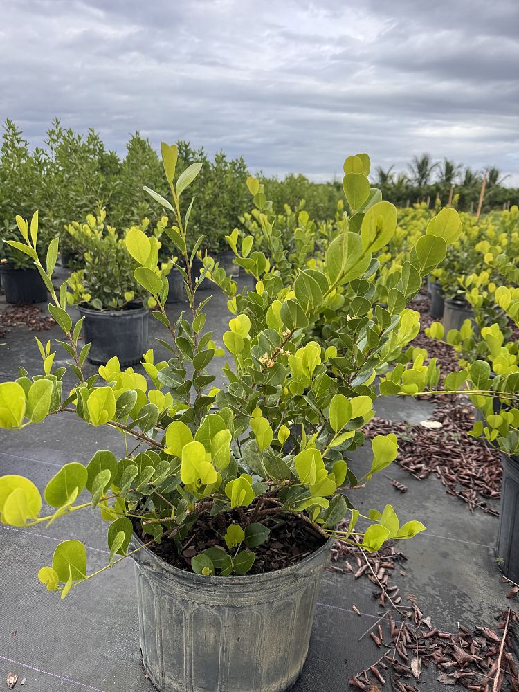 chrysobalanus-icaco-horizontal-cocoplum