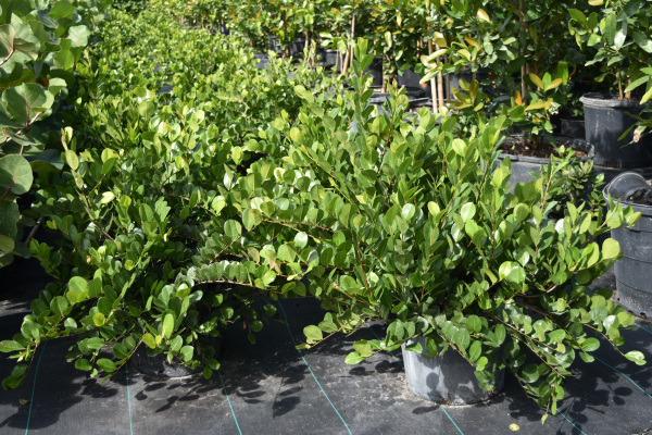 chrysobalanus-icaco-horizontal-cocoplum