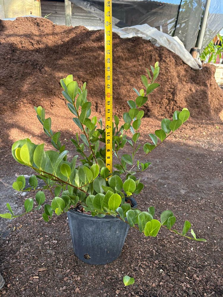 chrysobalanus-icaco-horizontal-cocoplum