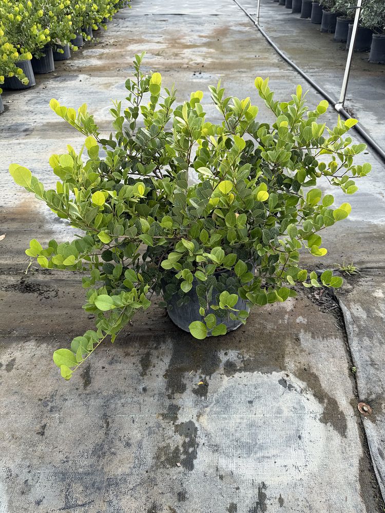 chrysobalanus-icaco-horizontal-cocoplum