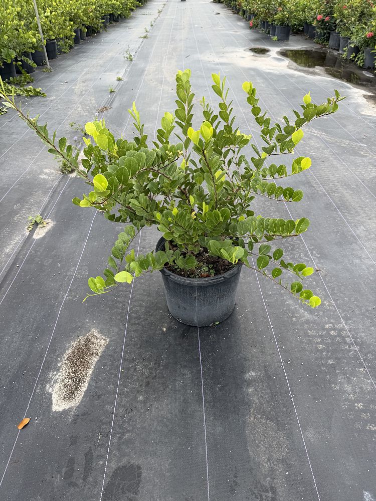 chrysobalanus-icaco-horizontal-cocoplum