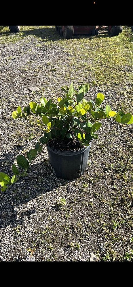 chrysobalanus-icaco-horizontal-cocoplum