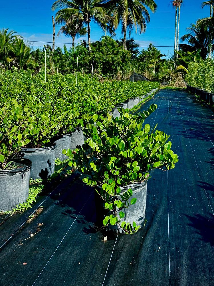 chrysobalanus-icaco-horizontal-cocoplum