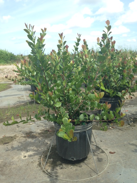 chrysobalanus-icaco-red-tip-cocoplum