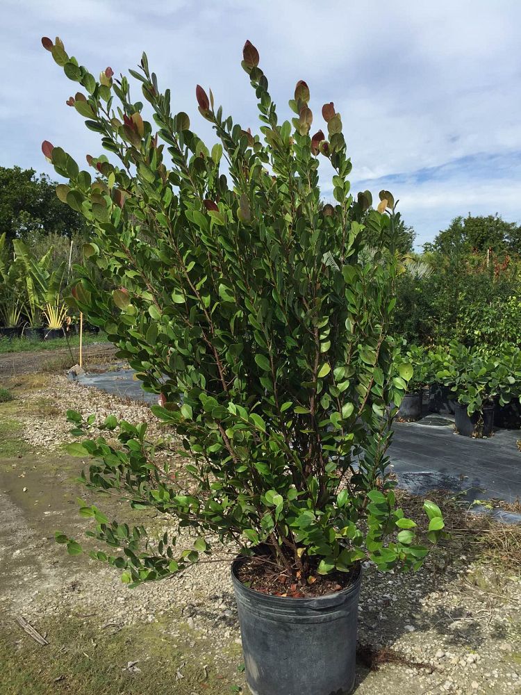 chrysobalanus-icaco-red-tip-cocoplum