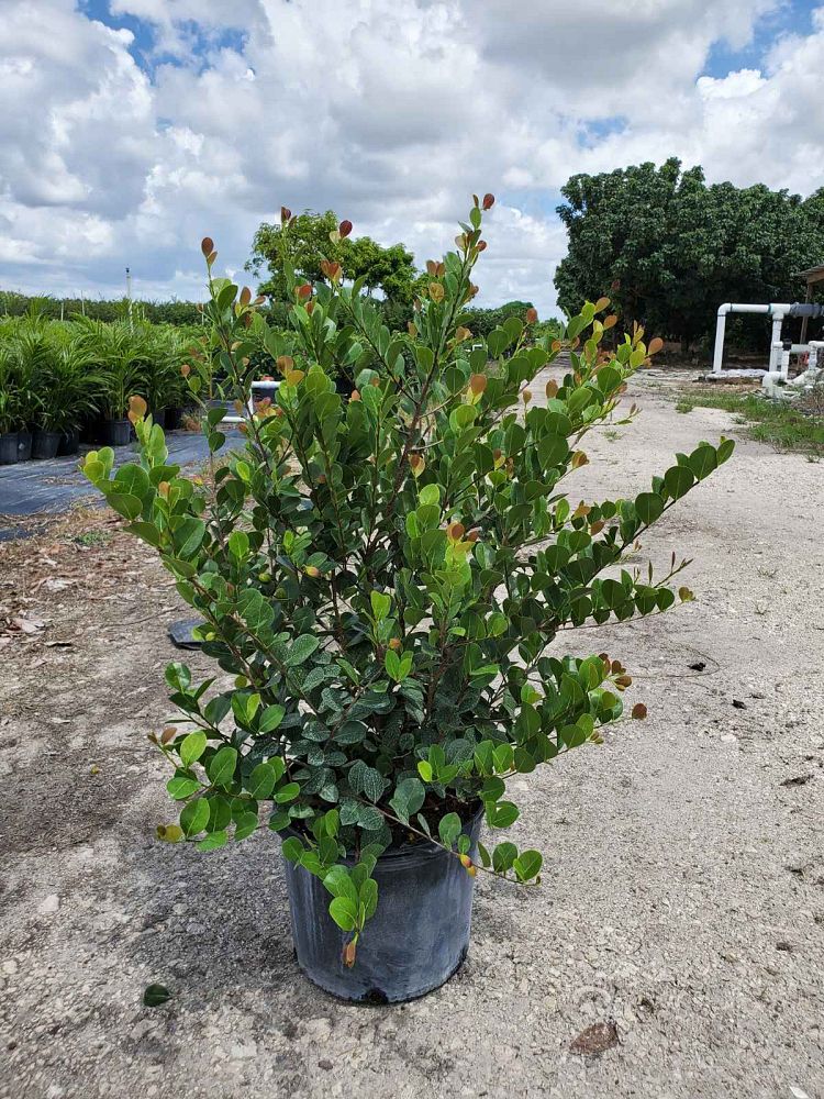 chrysobalanus-icaco-red-tip-cocoplum