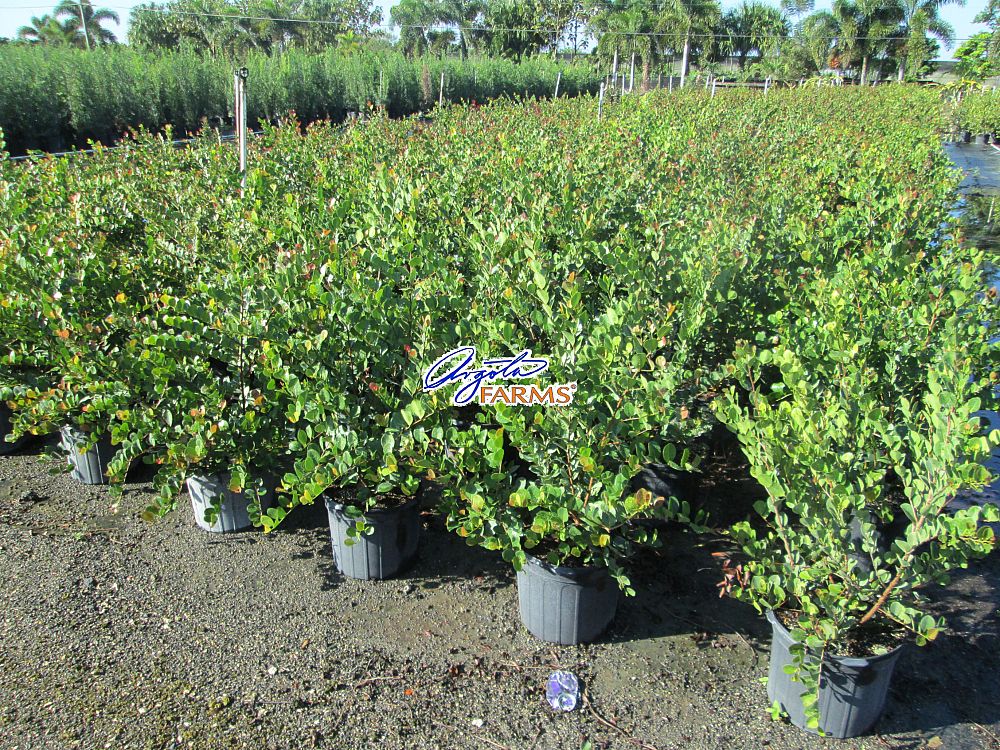 chrysobalanus-icaco-red-tip-cocoplum