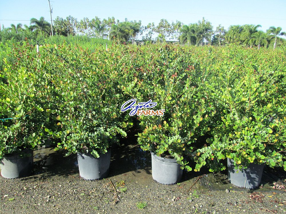 chrysobalanus-icaco-red-tip-cocoplum
