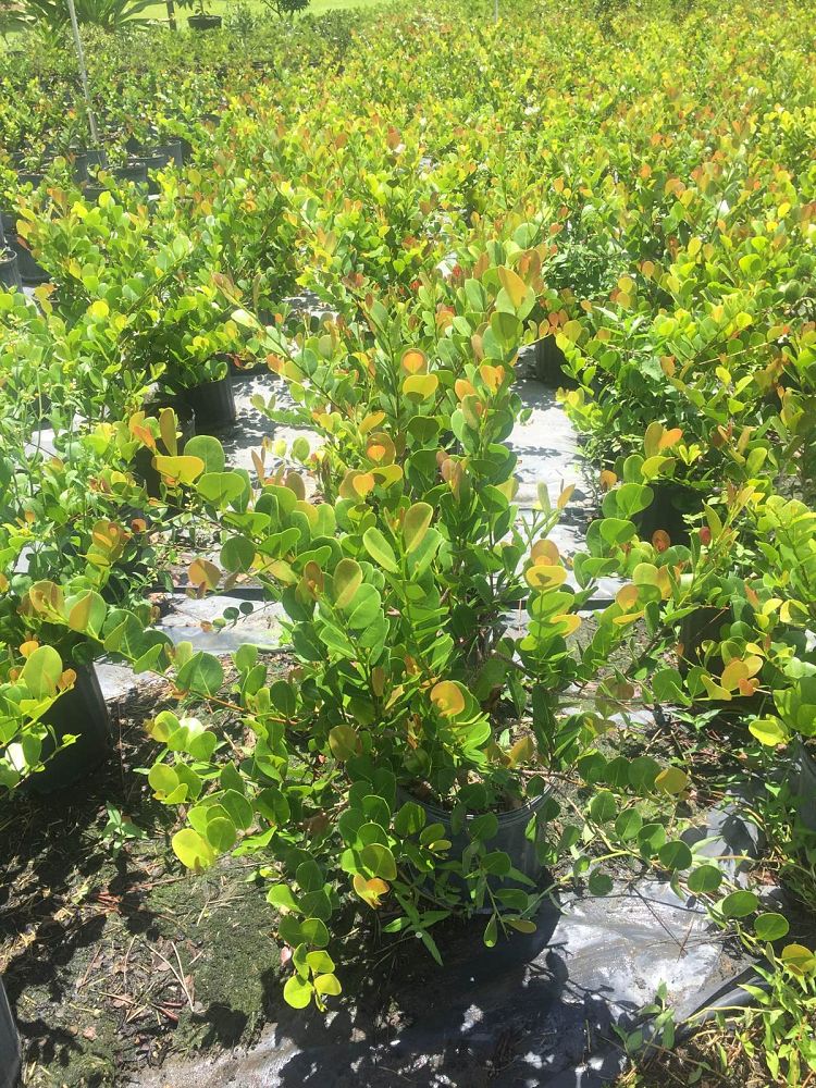 chrysobalanus-icaco-red-tip-cocoplum