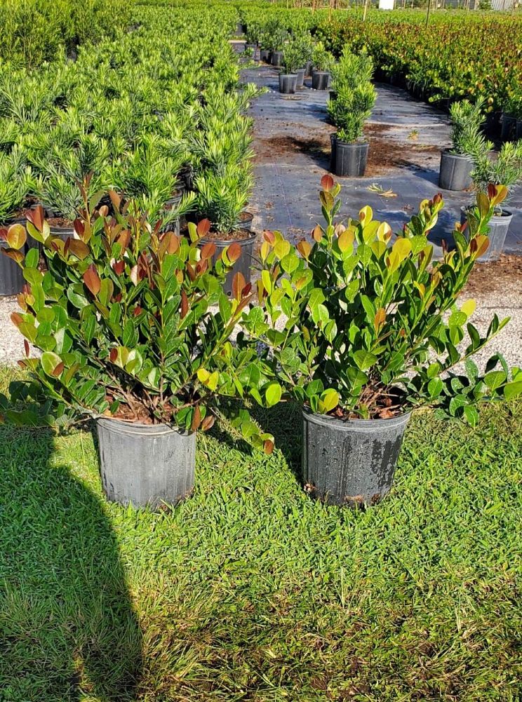chrysobalanus-icaco-red-tip-cocoplum
