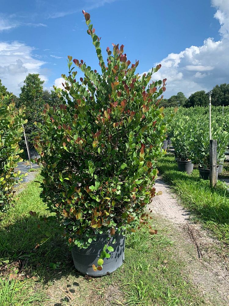 chrysobalanus-icaco-red-tip-cocoplum