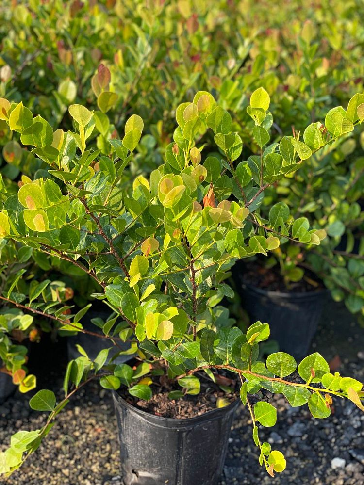 chrysobalanus-icaco-red-tip-cocoplum