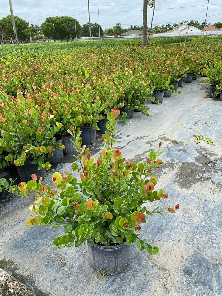 chrysobalanus-icaco-red-tip-cocoplum