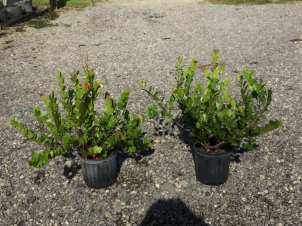 chrysobalanus-icaco-red-tip-cocoplum