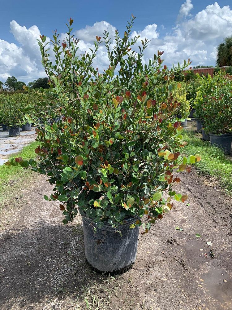chrysobalanus-icaco-red-tip-cocoplum