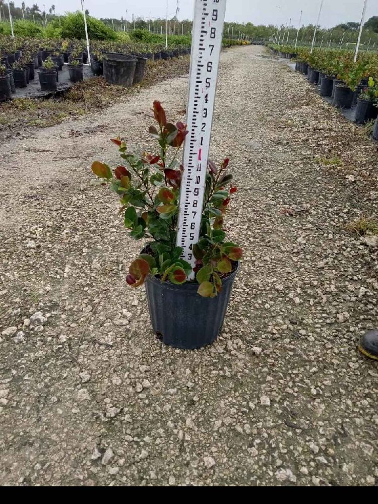 chrysobalanus-icaco-red-tip-cocoplum