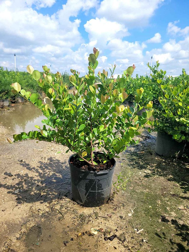 chrysobalanus-icaco-red-tip-cocoplum