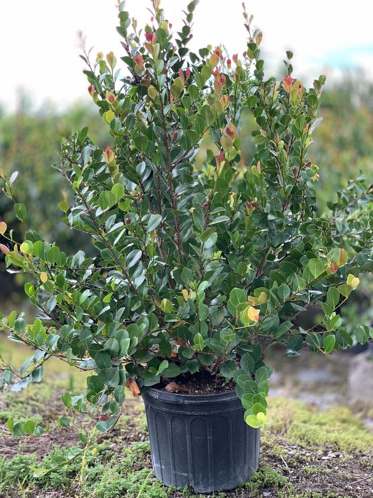 chrysobalanus-icaco-red-tip-cocoplum
