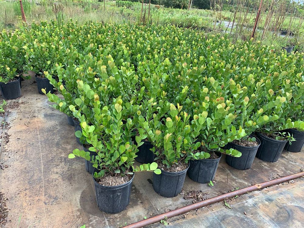 chrysobalanus-icaco-red-tip-cocoplum
