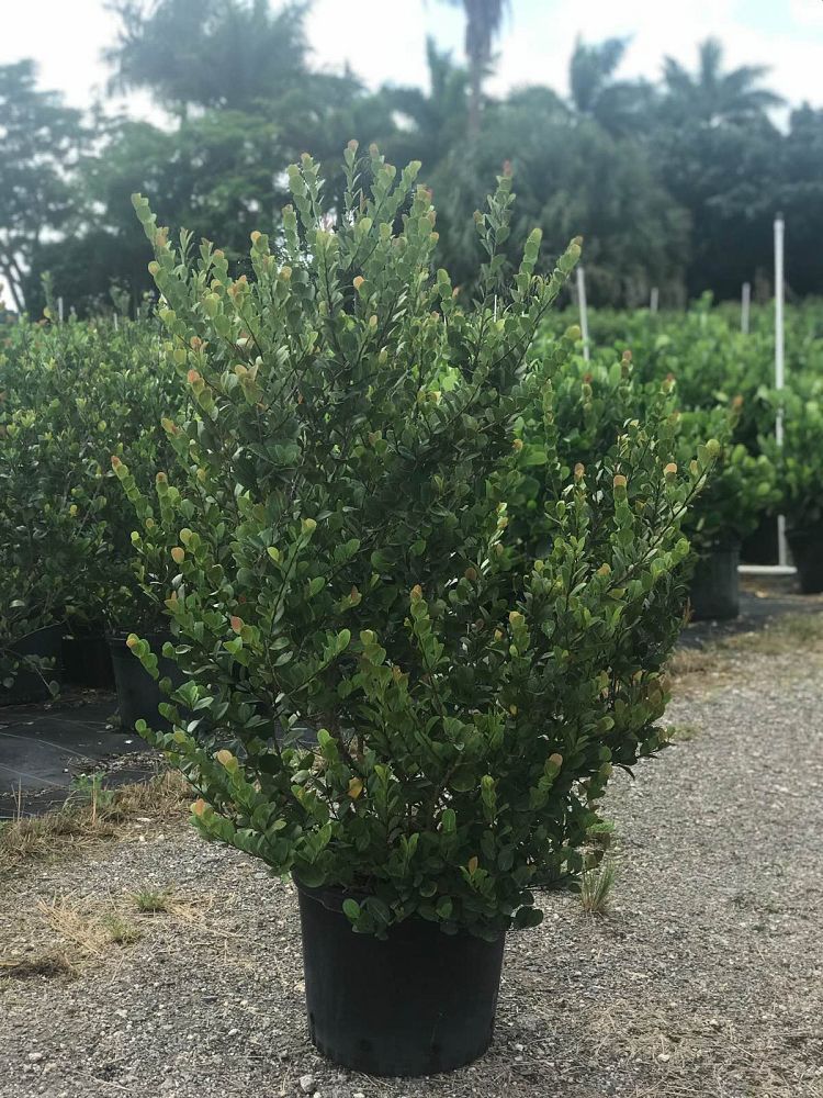 chrysobalanus-icaco-red-tip-cocoplum
