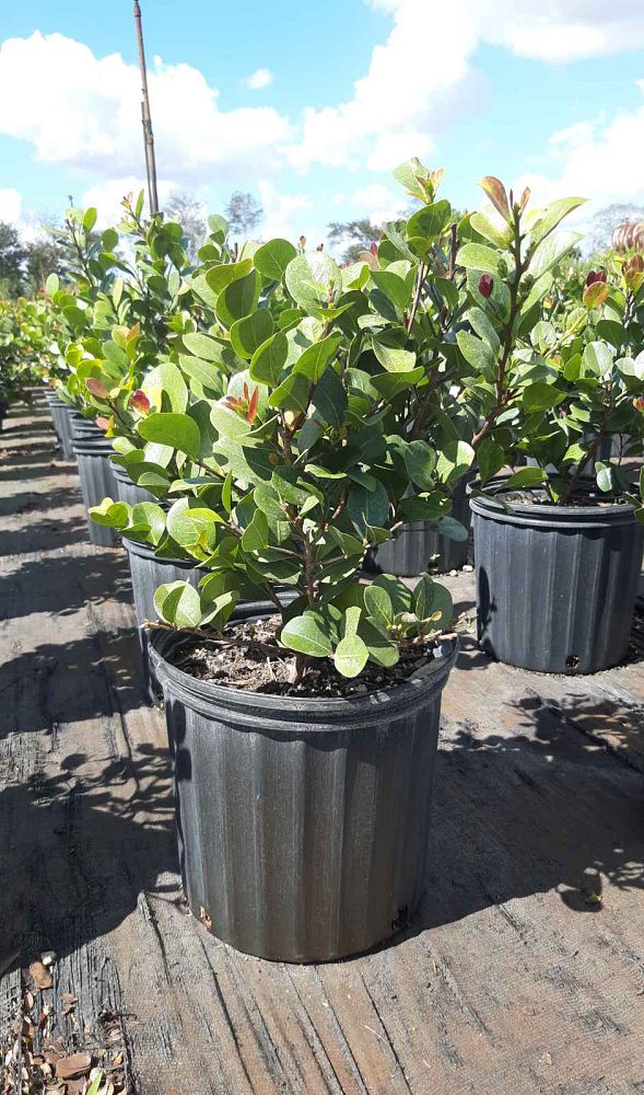 chrysobalanus-icaco-red-tip-cocoplum