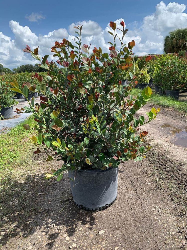 chrysobalanus-icaco-red-tip-cocoplum