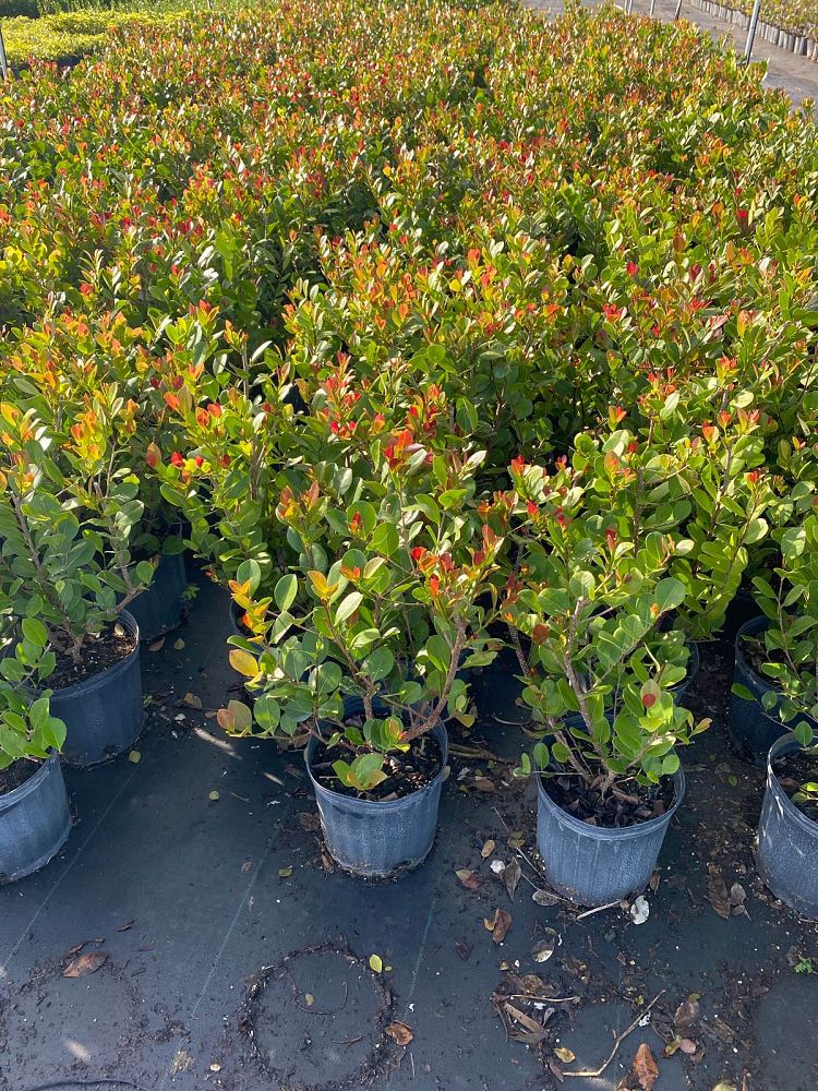 chrysobalanus-icaco-red-tip-cocoplum